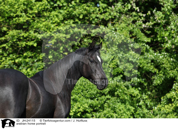 Araber Portrait / arabian horse portrait / JH-24115