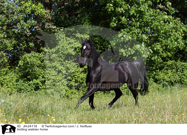 trabender Araber / trotting arabian horse / JH-24118