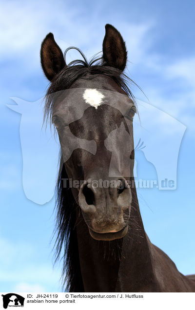 Araber Portrait / arabian horse portrait / JH-24119