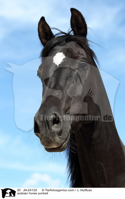 Araber Portrait / arabian horse portrait / JH-24120