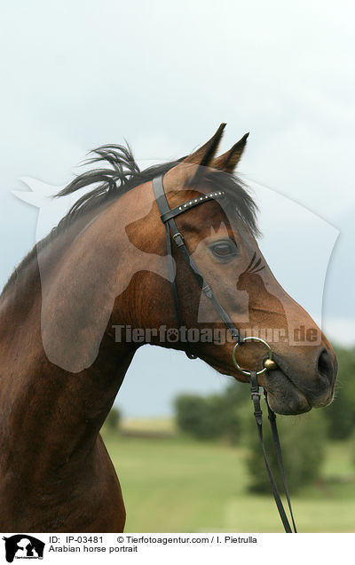 Araber Portrait / Arabian horse portrait / IP-03481