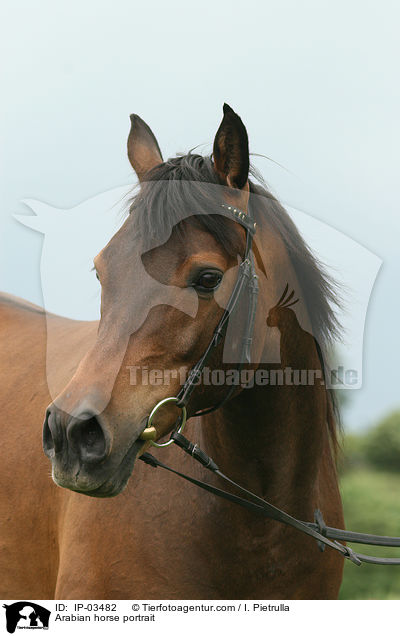 Araber Portrait / Arabian horse portrait / IP-03482