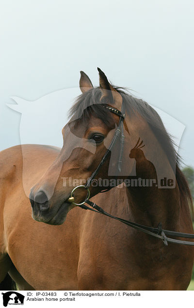 Araber Portrait / Arabian horse portrait / IP-03483