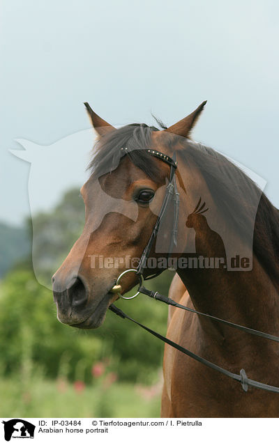 Araber Portrait / Arabian horse portrait / IP-03484