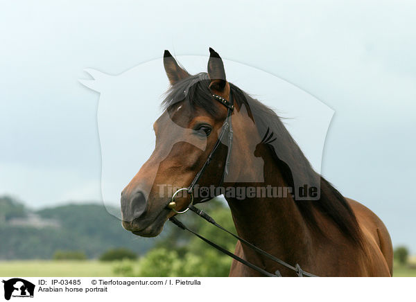 Araber Portrait / Arabian horse portrait / IP-03485