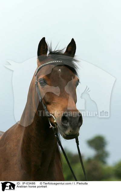Araber Portrait / Arabian horse portrait / IP-03486