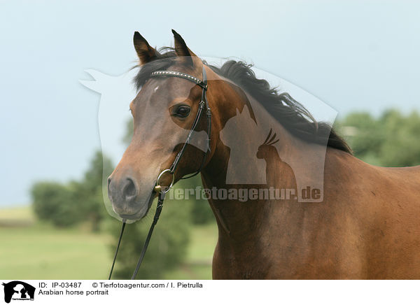 Araber Portrait / Arabian horse portrait / IP-03487