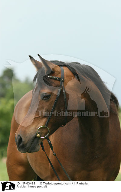 Araber Portrait / Arabian horse portrait / IP-03488