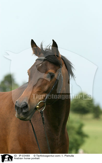 Araber Portrait / Arabian horse portrait / IP-03489