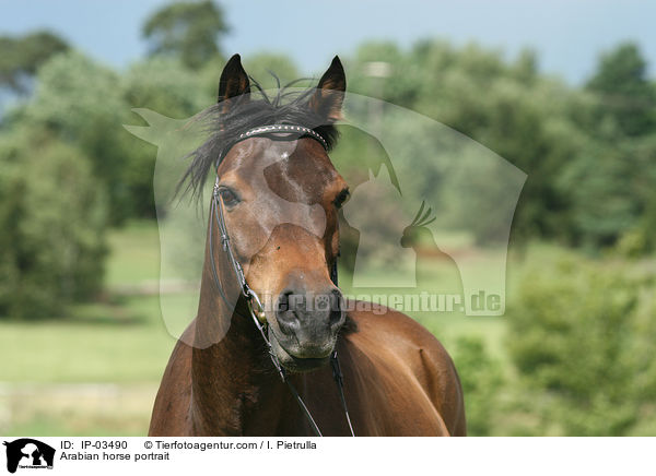 Araber Portrait / Arabian horse portrait / IP-03490