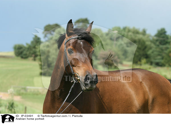 Araber Portrait / Arabian horse portrait / IP-03491