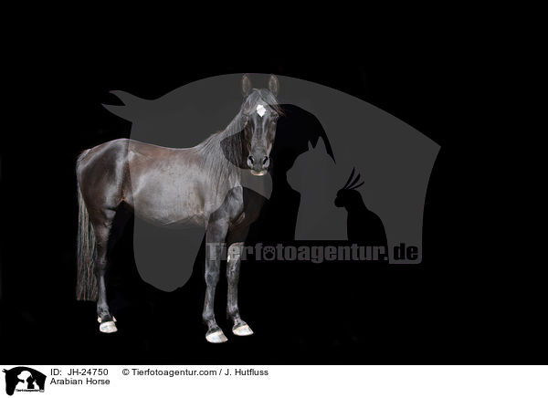 Araber / Arabian Horse / JH-24750