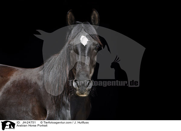 Araber Portrait / Arabian Horse Portrait / JH-24751