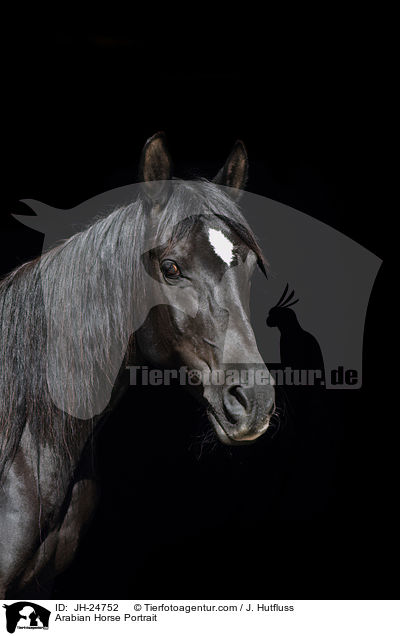 Araber Portrait / Arabian Horse Portrait / JH-24752