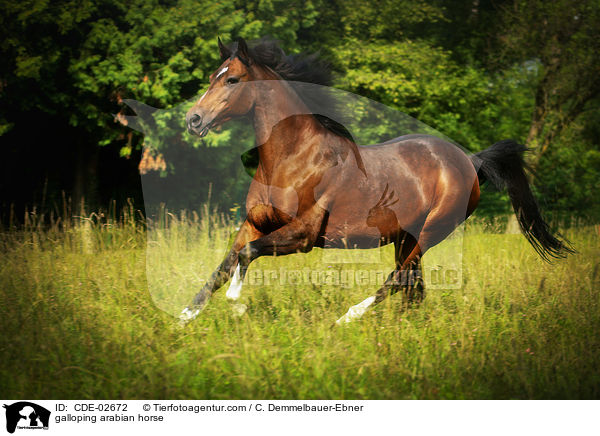 galoppierender Araber / galloping arabian horse / CDE-02672