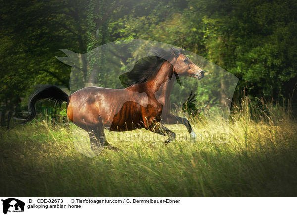 galoppierender Araber / galloping arabian horse / CDE-02673