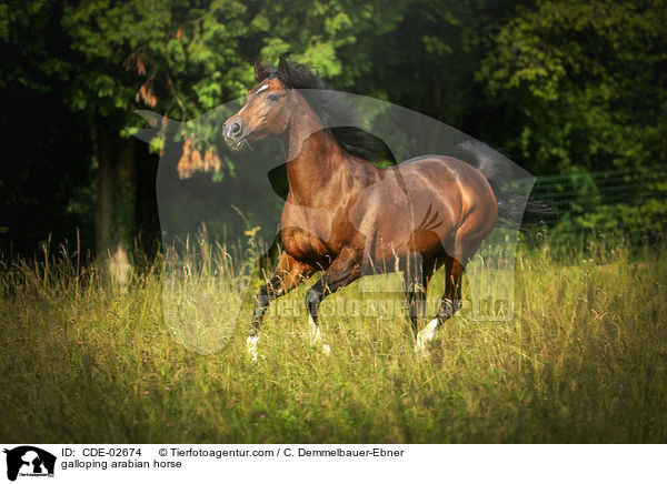 galoppierender Araber / galloping arabian horse / CDE-02674