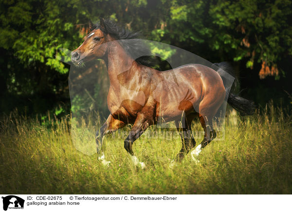 galoppierender Araber / galloping arabian horse / CDE-02675