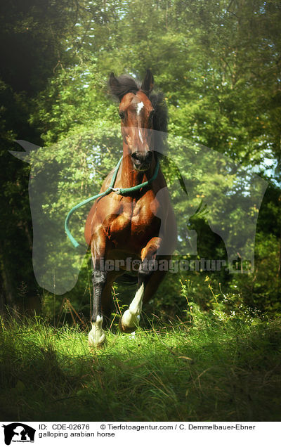 galoppierender Araber / galloping arabian horse / CDE-02676