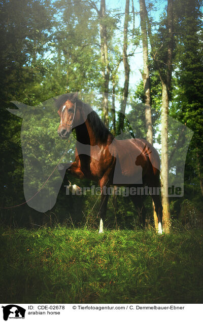 Araber / arabian horse / CDE-02678