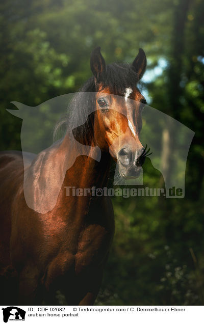 Araber Portrait / arabian horse portrait / CDE-02682