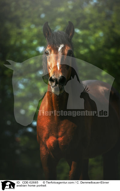 Araber Portrait / arabian horse portrait / CDE-02685