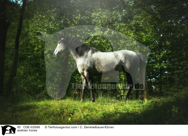 Araber / arabian horse / CDE-02686