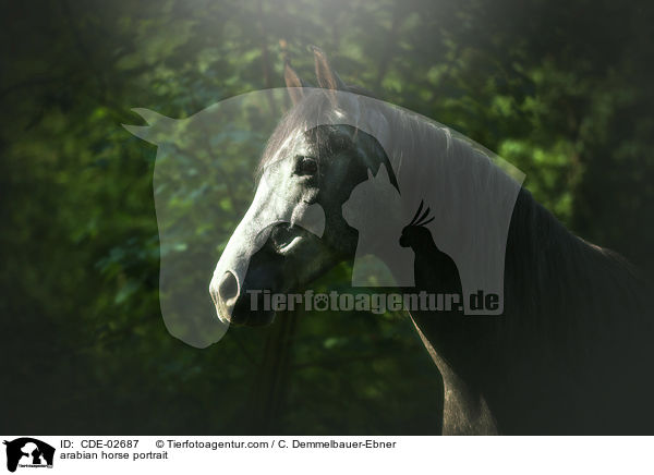 Araber Portrait / arabian horse portrait / CDE-02687