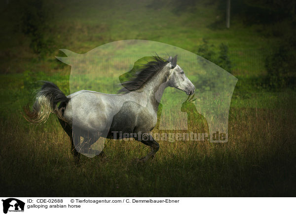 galoppierender Araber / galloping arabian horse / CDE-02688