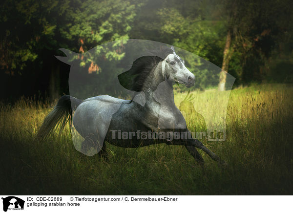 galoppierender Araber / galloping arabian horse / CDE-02689