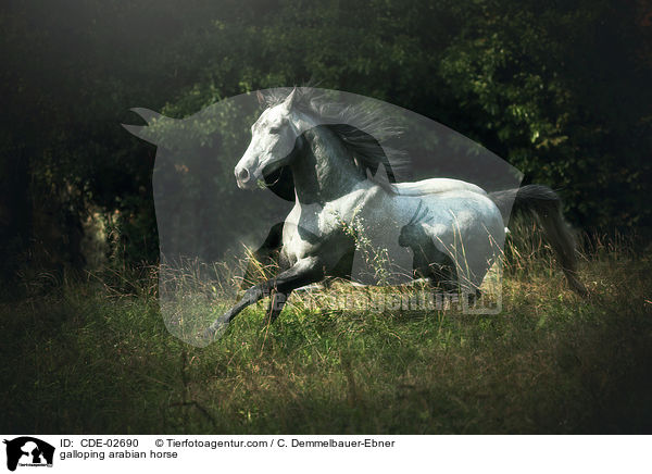 galoppierender Araber / galloping arabian horse / CDE-02690