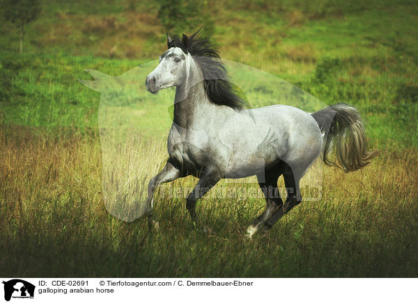 galoppierender Araber / galloping arabian horse / CDE-02691