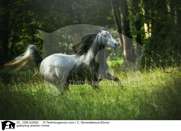 galoppierender Araber / galloping arabian horse / CDE-02692