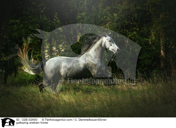 galoppierender Araber / galloping arabian horse / CDE-02693