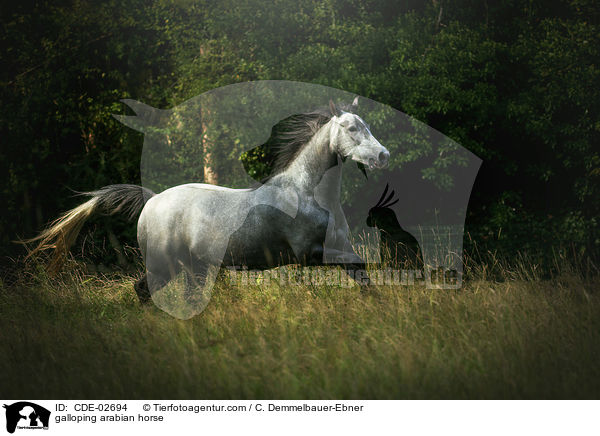galoppierender Araber / galloping arabian horse / CDE-02694