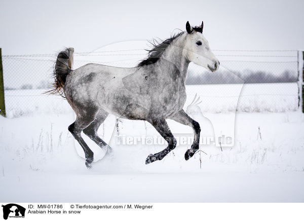 Araber im Schnee / Arabian Horse in snow / MW-01786