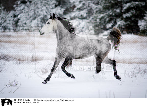 Araber im Schnee / Arabian Horse in snow / MW-01787