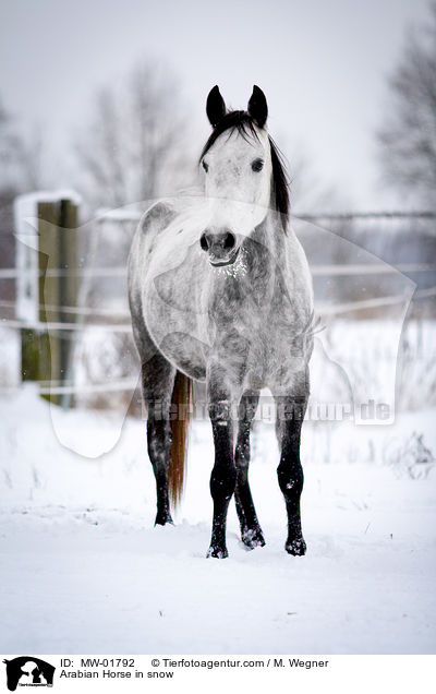 Araber im Schnee / Arabian Horse in snow / MW-01792