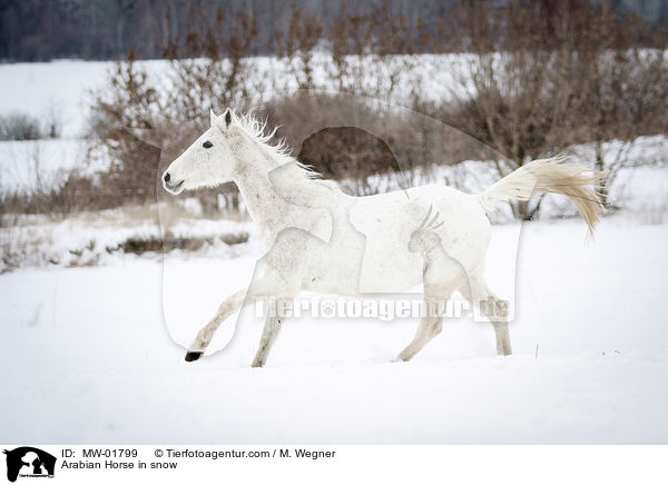 Araber im Schnee / Arabian Horse in snow / MW-01799