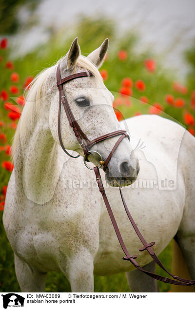 Araber Portrait / arabian horse portrait / MW-03069