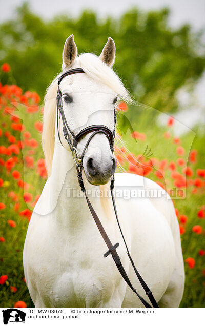 Araber Portrait / arabian horse portrait / MW-03075