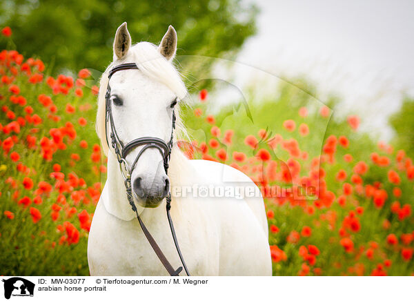 Araber Portrait / arabian horse portrait / MW-03077