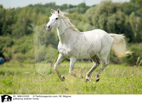 galoppierender Araber / galloping arabian horse / MW-03305
