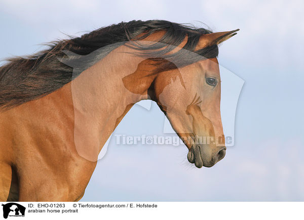 Araber Portrait / arabian horse portrait / EHO-01263