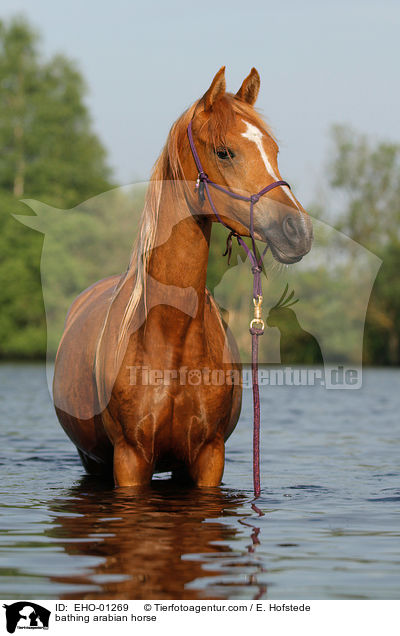 badender Araber / bathing arabian horse / EHO-01269