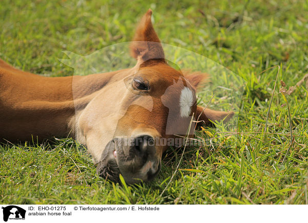 Araber Fohlen / arabian horse foal / EHO-01275