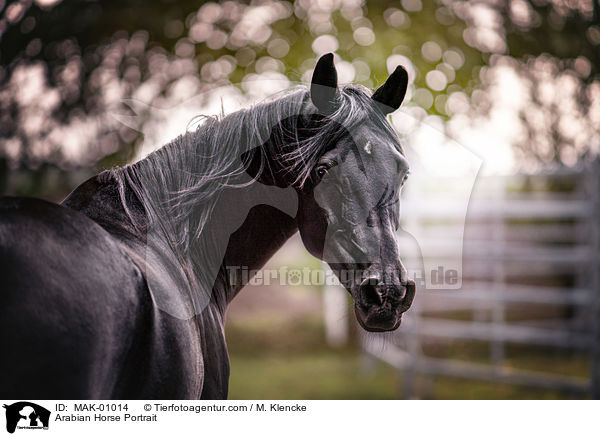 Araber Portrait / Arabian Horse Portrait / MAK-01014
