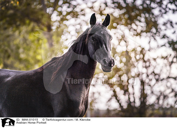 Araber Portrait / Arabian Horse Portrait / MAK-01015