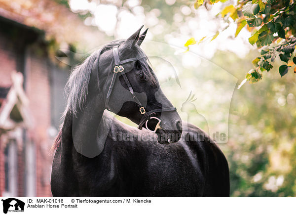 Araber Portrait / Arabian Horse Portrait / MAK-01016