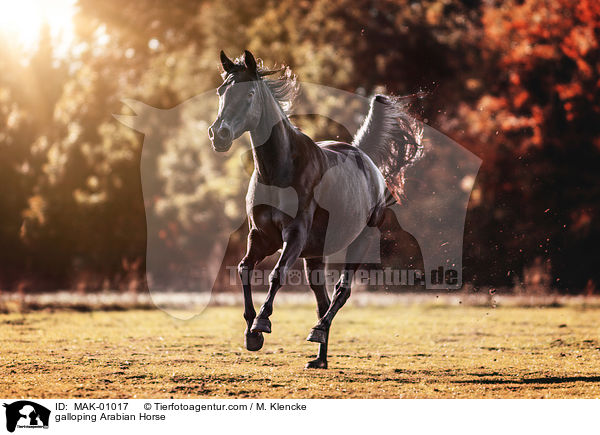 galoppierender Araber / galloping Arabian Horse / MAK-01017